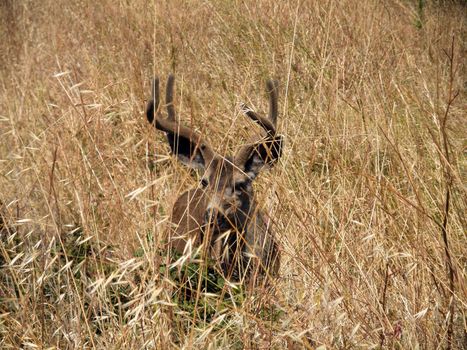 Black-tailed Deer hides in A Dry grassy Field on Angel Island in San Francisco bay