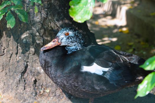 Beautiful dark wild duck under a tree on the shore of the lake