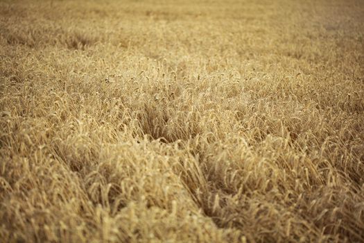 Shallow depth of field photo of wheat / rye field on overcast day.