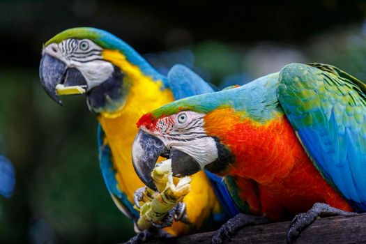 Colorful Scarlet and yellow blue macaw eating together in Pantanal, Brazil