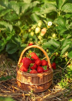 Basket full of strawberries at strawberry field farm, leaves lit by afternoon sun in back.