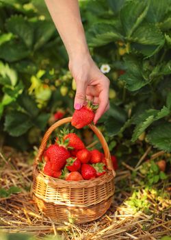 Woman holding ripe strawberry over basket full of strawberries, leaves in background.