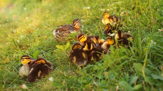 Young mallards (wild ducks) ducklings, mother in background, getting ready to sleep on grass, sunset light in background.
