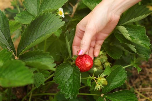 Woman hand examining ripe strawberry, leaves around, in strawberries farm field.