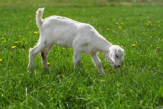 Young goat kid grazing on green meadow with dandelions.