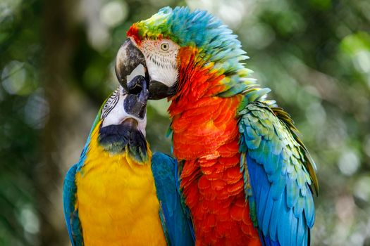 Colorful Macaw parrot couple kissing each other affection in Pantanal, Brazil