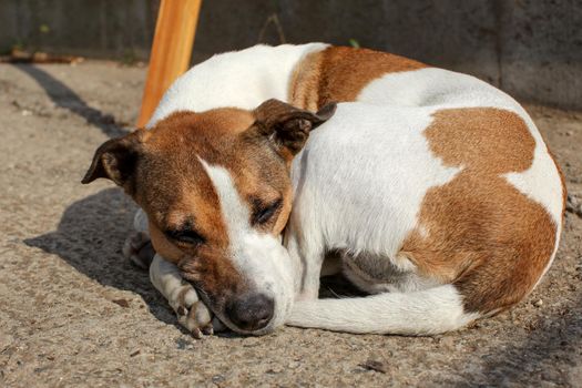 Huddled brown and white dog sleeping on ground outside