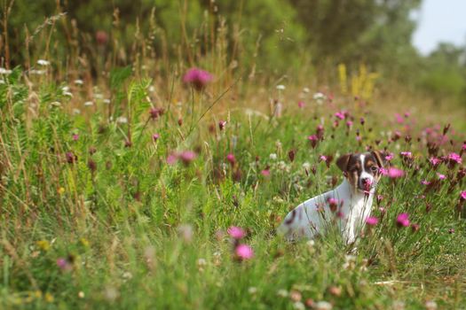 Jack Russell terrier puppy on meadow, pink carnation flowers around.
