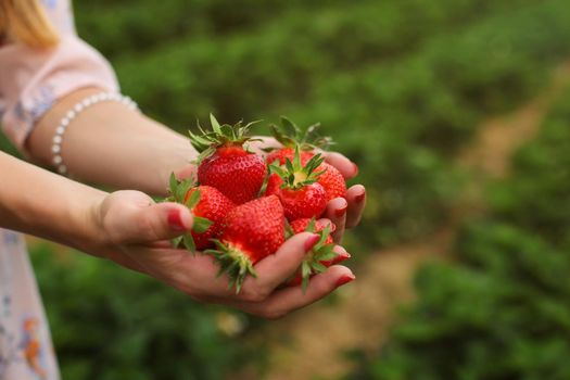 Woman hands holding handful of ripe strawberries, farm field in background.