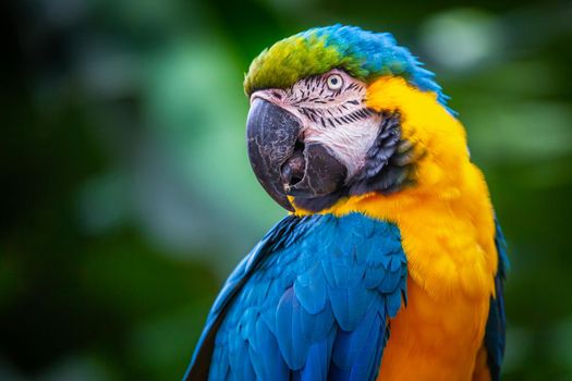 Yellow and blue Macaw parrot in Pantanal looking at camera, Brazil