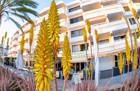 February 02 2022-Various bright yellow tropical flowers are found on the streets of Puerto Rico's Grand Canary