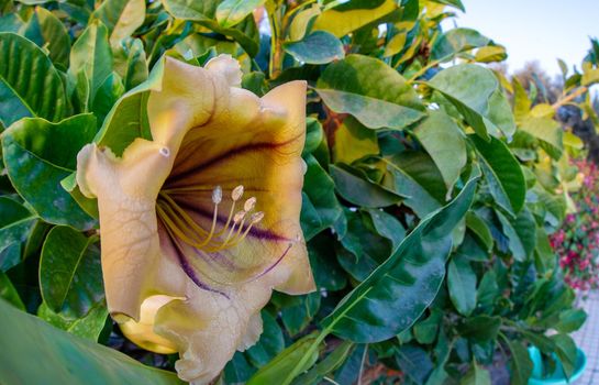 February 02 2022-Various bright yellow tropical flowers are found on the streets of Puerto Rico's Grand Canary