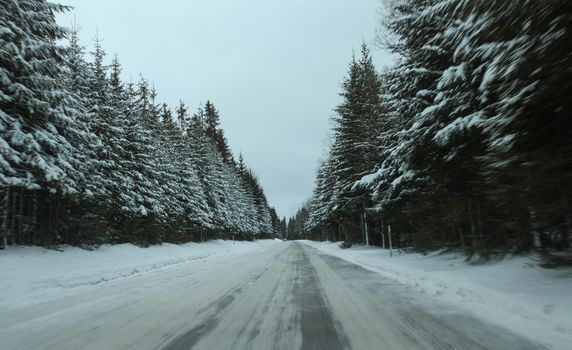 View from car, snow covered road, pine trees on both sides. Dangerous, slippery driving conditions.