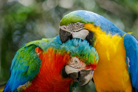 Two Colorful macaw parrots together in Pantanal, Brazil