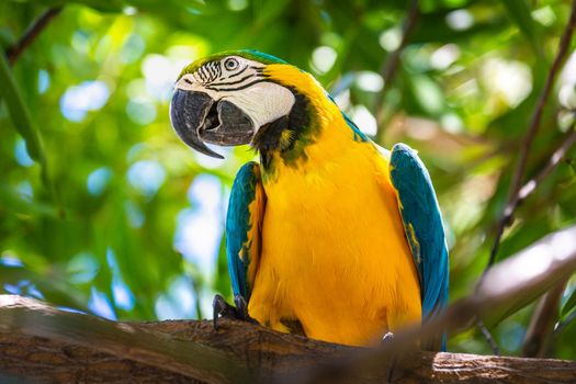 Yellow and blue Macaw parrot on branch tree in Pantanal, Brazil