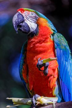 Close-up of colorful Macaw parrot looking at camera