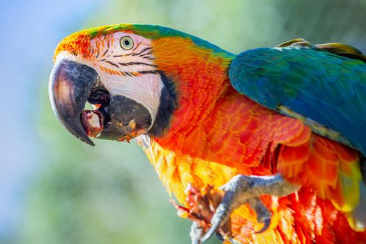 Close-up of colorful Macaw parrot looking at camera