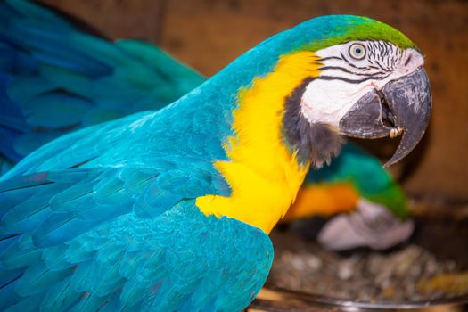 Yellow and blue Macaw parrot in Pantanal looking at camera, Brazil