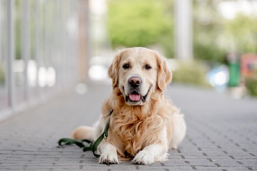 Golden retriever dog lying in the city in summer day and looking at camera. Cute purebred pet doggy labrador outdoors