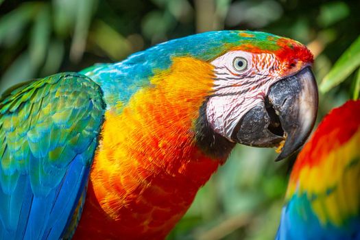 Close-up of colorful Macaw parrot looking at camera