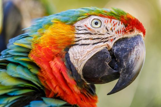 Close-up of colorful Macaw parrot looking at camera