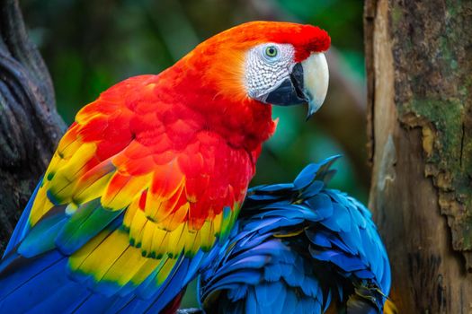 Colorful Macaw parrot back view wings