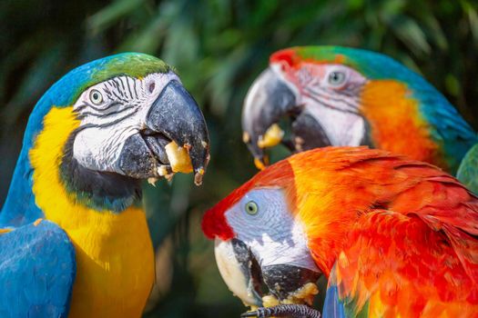 Colorful Scarlet and yellow blue macaw eating together in Pantanal, Brazil