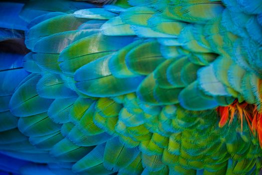 Plumage pattern of Macaw parrot feathers close-up