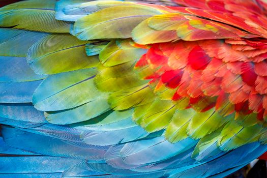 Plumage pattern of Macaw parrot feathers close-up