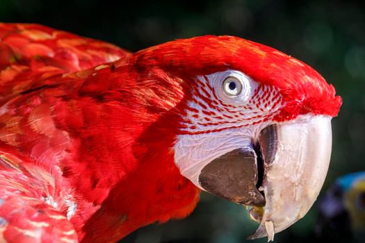 RED scarlet Macaw parrot at sunlight