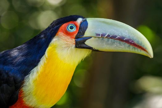 Colorful young Toucan tropical bird in Pantanal, Brazil