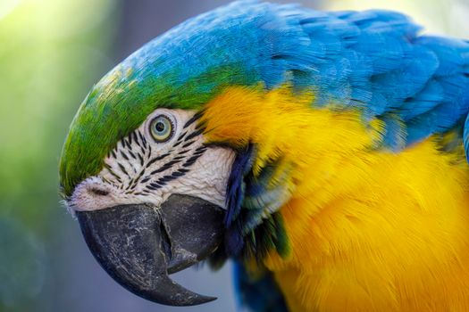 Yellow and blue Macaw parrot in Pantanal looking at camera, Brazil