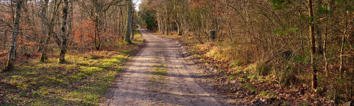 Dirt road in autumn forest. Wide angle of vibrant green grass and orange leaves growing on trees in a rural landscape in fall. Endless country path leading in peaceful and quiet nature background.