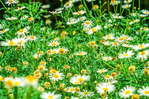 White and Yellow Flower (Daisy Margaret Camomile). Shooting Location: Singapore