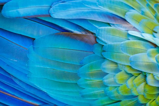 Plumage pattern of Macaw parrot feathers close-up