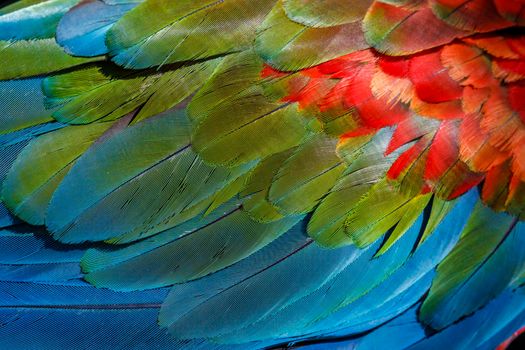 Plumage pattern of Macaw parrot feathers close-up