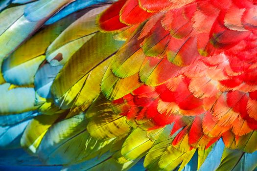 Plumage pattern of Macaw parrot feathers close-up