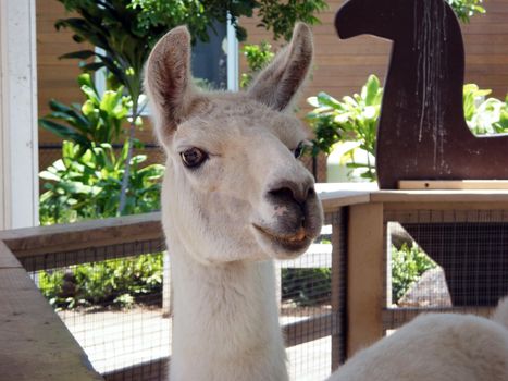 Portrait of Lama making a funny face by showing his bottom front teeth at the Honolulu zoo