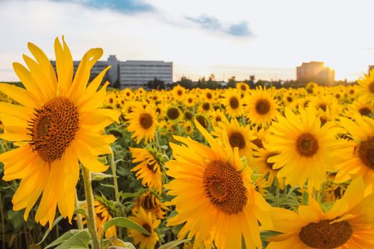 sunflower field over cloudy blue sky and bright sun lights.