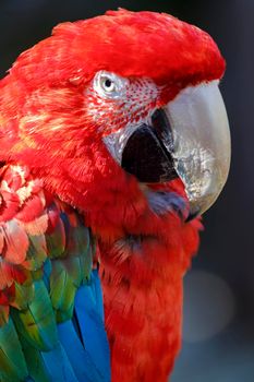 Vertical RED scarlet Macaw parrot in Pantanal, Brazil