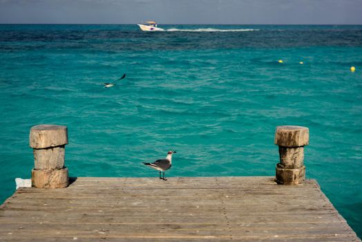 Seagull on a pier overlooking the Caribbean Sea. Mexico.