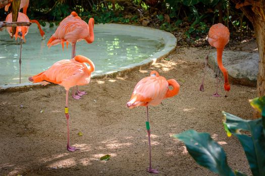 Pink flamingos in the zoo in the pool