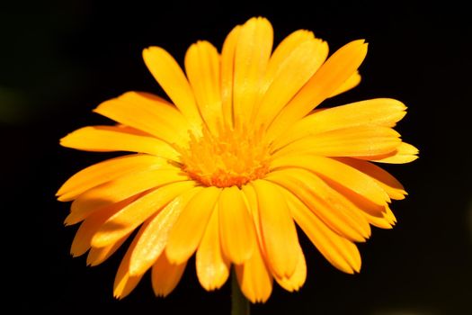 Calendula, medicinal plant on a black, empty background