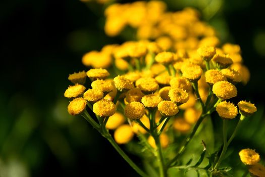 common Tansy, medicinal herb with flower in summer