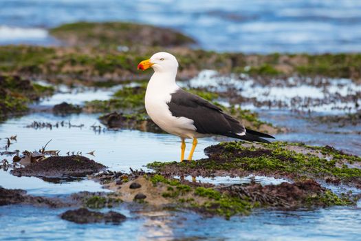 A Pacific Gull at Monforts Beach during a sunny day in Blairgowrie, Victoria, Australia