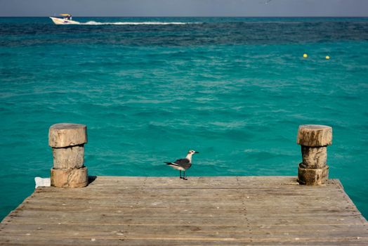 Seagull on a pier overlooking the Caribbean Sea. Mexico.