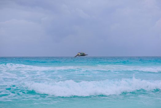 Big Pelican flies over the sea against a blue sky. Blue water color.