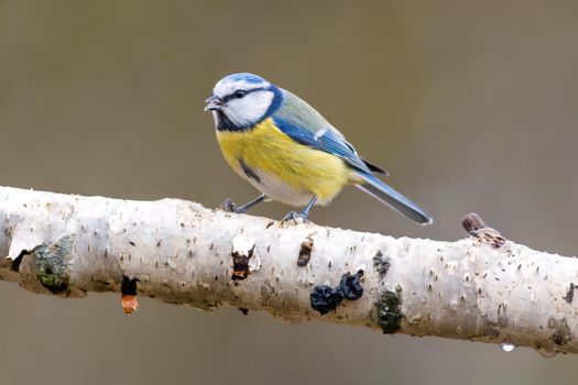 a blue tit sits on a branch