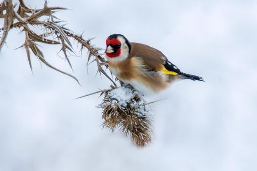 a goldfinch sits on a snowy thistle and looks for food