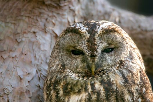 a head portrait of a tawny owl